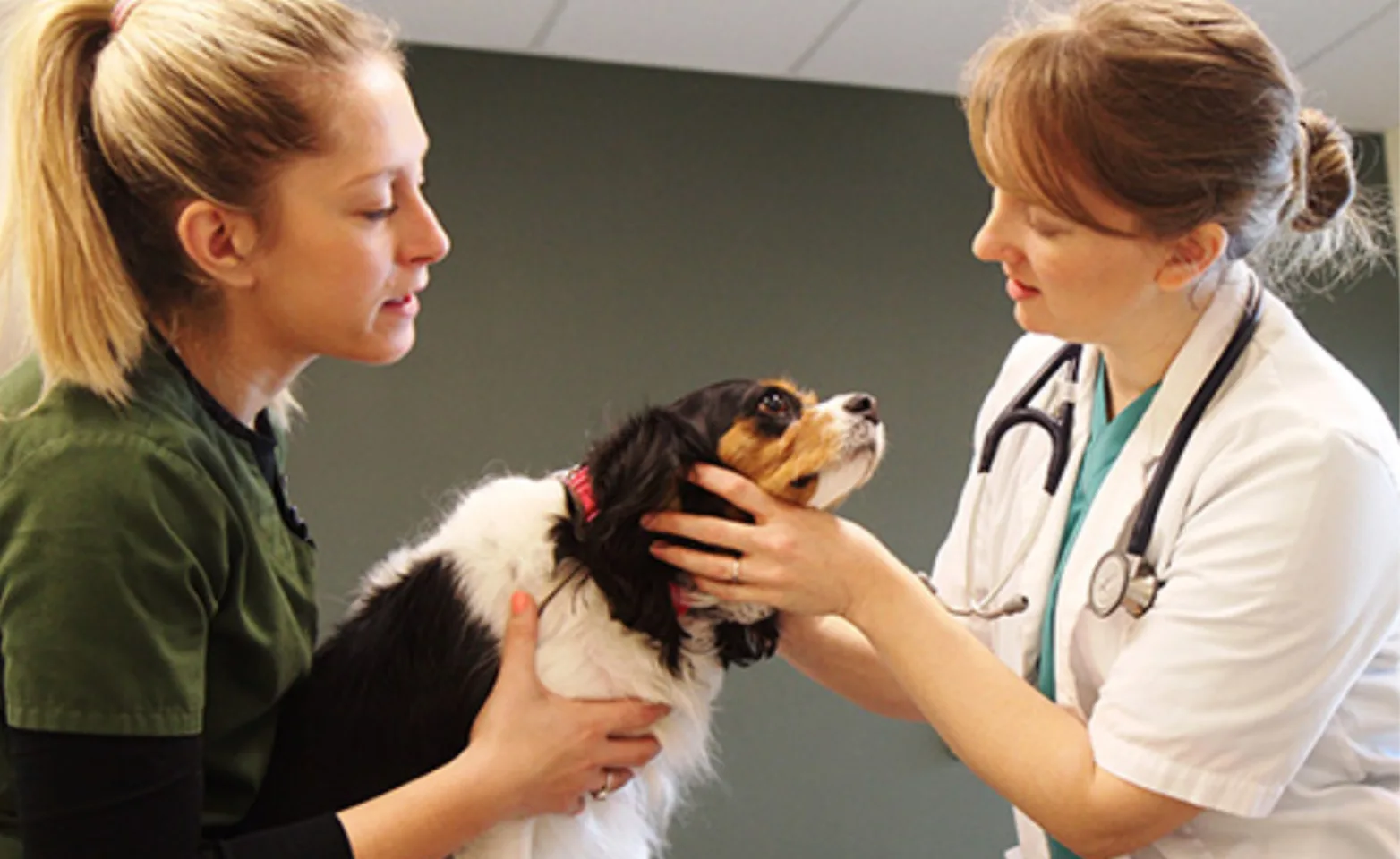 Two staff members helping a cocker spaniel